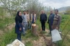 اقدام گسترده جهاد کشاورزی در نوسازی باغات استان؛ کارشناسان آماده راهنمایی باغداران هستند / سرشاخه‌کاری بیش از ۱۱۰۰ هکتار از باغات آذربایجان‌شرقی؛ نادری: تعویض تاج درختان راهی برای جوان‌سازی باغ‌ها