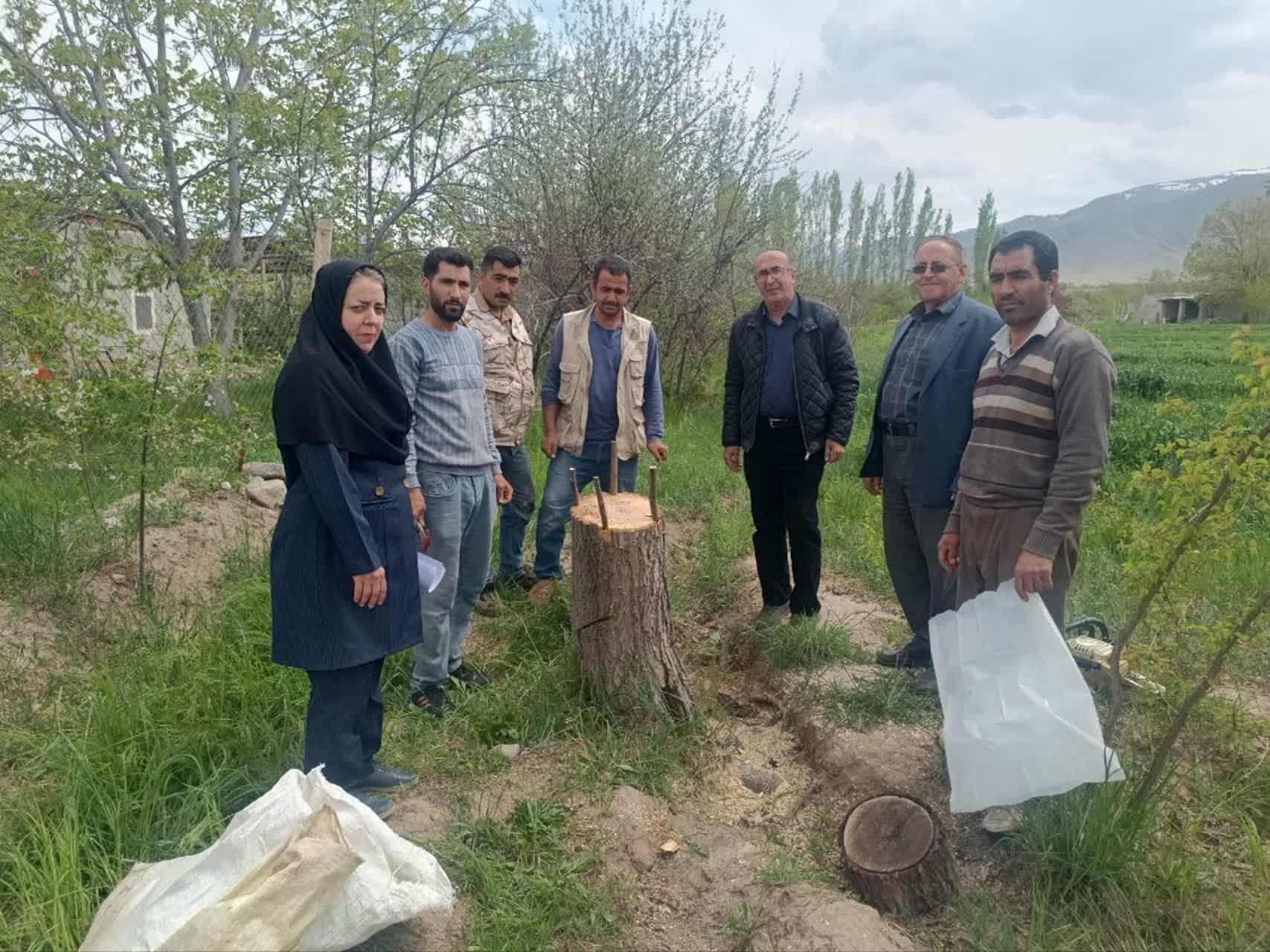 اقدام گسترده جهاد کشاورزی در نوسازی باغات استان؛ کارشناسان آماده راهنمایی باغداران هستند / سرشاخه‌کاری بیش از ۱۱۰۰ هکتار از باغات آذربایجان‌شرقی؛ نادری: تعویض تاج درختان راهی برای جوان‌سازی باغ‌ها