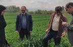 وضعیت زراعت مرند؛ افزایش ۵۲ درصدی بارندگی، رعایت الگوی کشت و جهش در مدیریت فنی مزارع