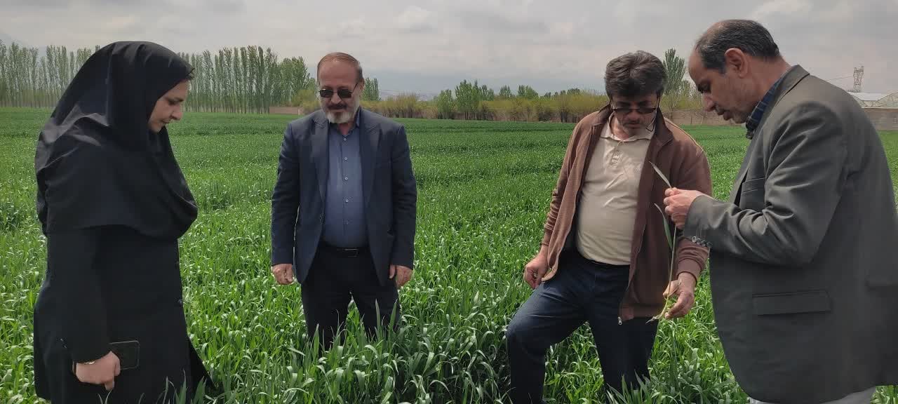 وضعیت زراعت مرند؛ افزایش ۵۲ درصدی بارندگی، رعایت الگوی کشت و جهش در مدیریت فنی مزارع