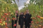 تأمین سوخت اضطراری برای گلخانه‌های مرند با هدف حفظ تداوم تولید در شرایط بحرانی
