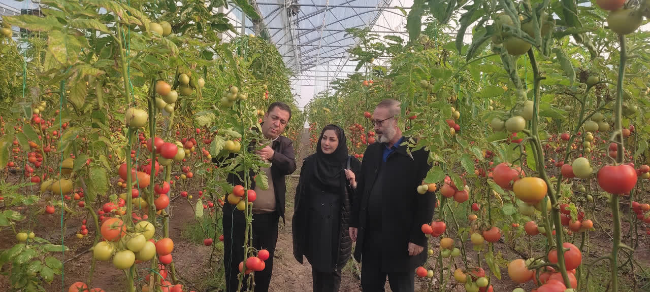 تأمین سوخت اضطراری برای گلخانه‌های مرند با هدف حفظ تداوم تولید در شرایط بحرانی
