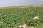آغاز کشت حبوبات دیم در ۱۲ هزار هکتار از اراضی زراعی شهرستان چاراویماق