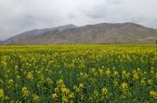 کشت کلزا در شهرستان جلفا؛ گامی برای خودکفایی در تولید روغن خوراکی ****