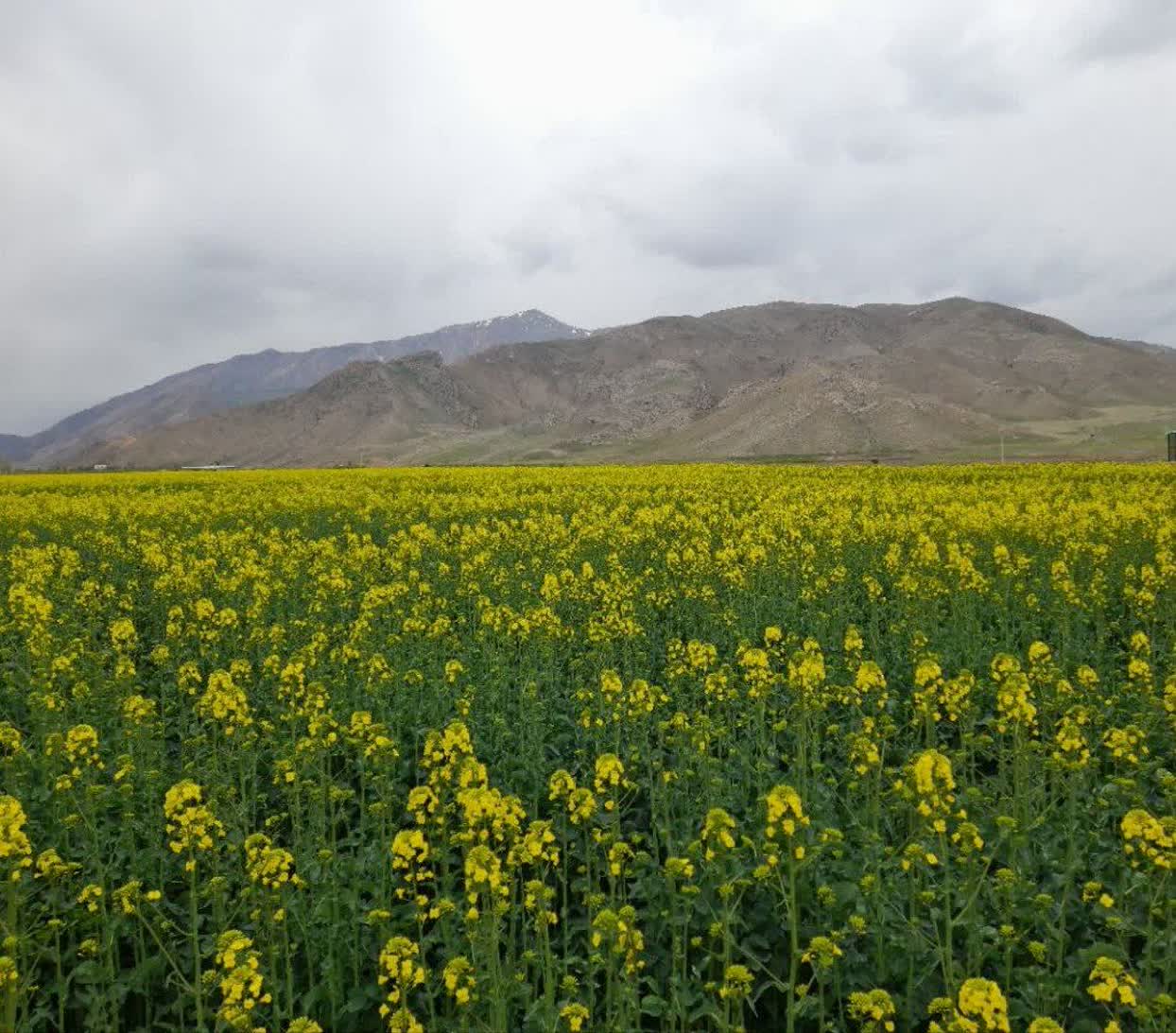کشت کلزا در شهرستان جلفا؛ گامی برای خودکفایی در تولید روغن خوراکی ****