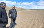 هشدار جهاد کشاورزی به گندم‌کاران آذربایجان شرقی؛ مقابله با آفات و بیماری‌ها در راه است/افزایش بارندگی‌ها در آذربایجان‌شرقی، مزارع گندم را در معرض زنگ زرد و شته روسی قرار داد