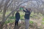 راهاندازی ایستگاه پیش آگاهی کرم آلو در ایلخچی/ نصب تلههای پیش آگاهی در روستای کردلر