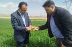 هشدار مدیر حفظ نباتات جهاد کشاورزی آذربایجان شرقی درباره مشاهده شته روسی در مزارع گندم