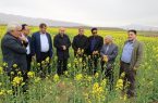 تأکید بر پایش مزارع و مقابله با آفات؛ بازدید رئیس جهاد کشاورزی آذربایجان شرقی از مزارع گندم و کلزای جلفا