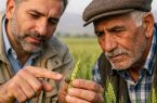 هشدار حفظ نباتات آذربایجانشرقی: آغاز ورود سن های زمستان گذران به مزارع غلات و لزوم آمادهباش کشاورزان