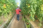 تأمین ۹۰۸ هزار لیتر سوخت اضطراری برای پایداری تولید در گلخانه‌های جلفا